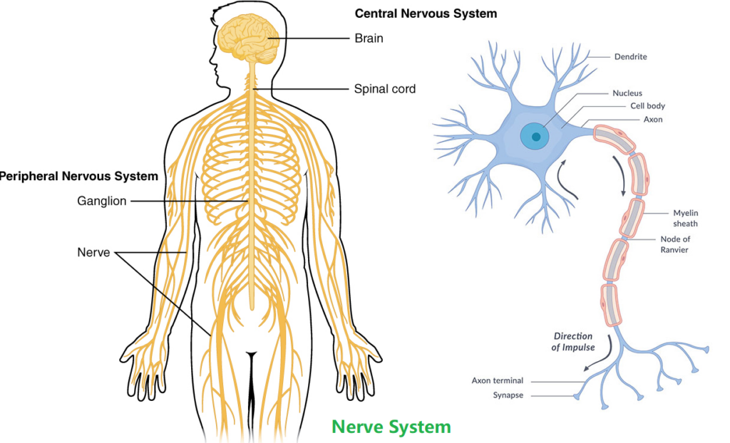 Nerves Send Pain Signals to the Brain for Processing and Action. - Pain