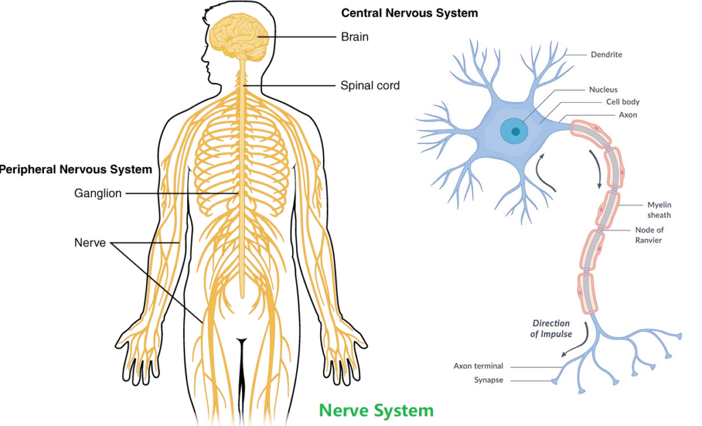 Nerves Send Pain Signals To The Brain For Processing And Action Pain 