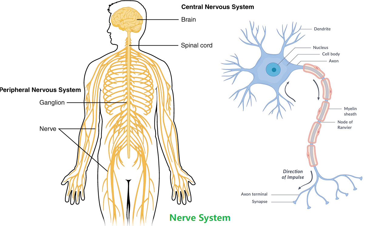 nerves-send-pain-signals-to-the-brain-for-processing-and-action